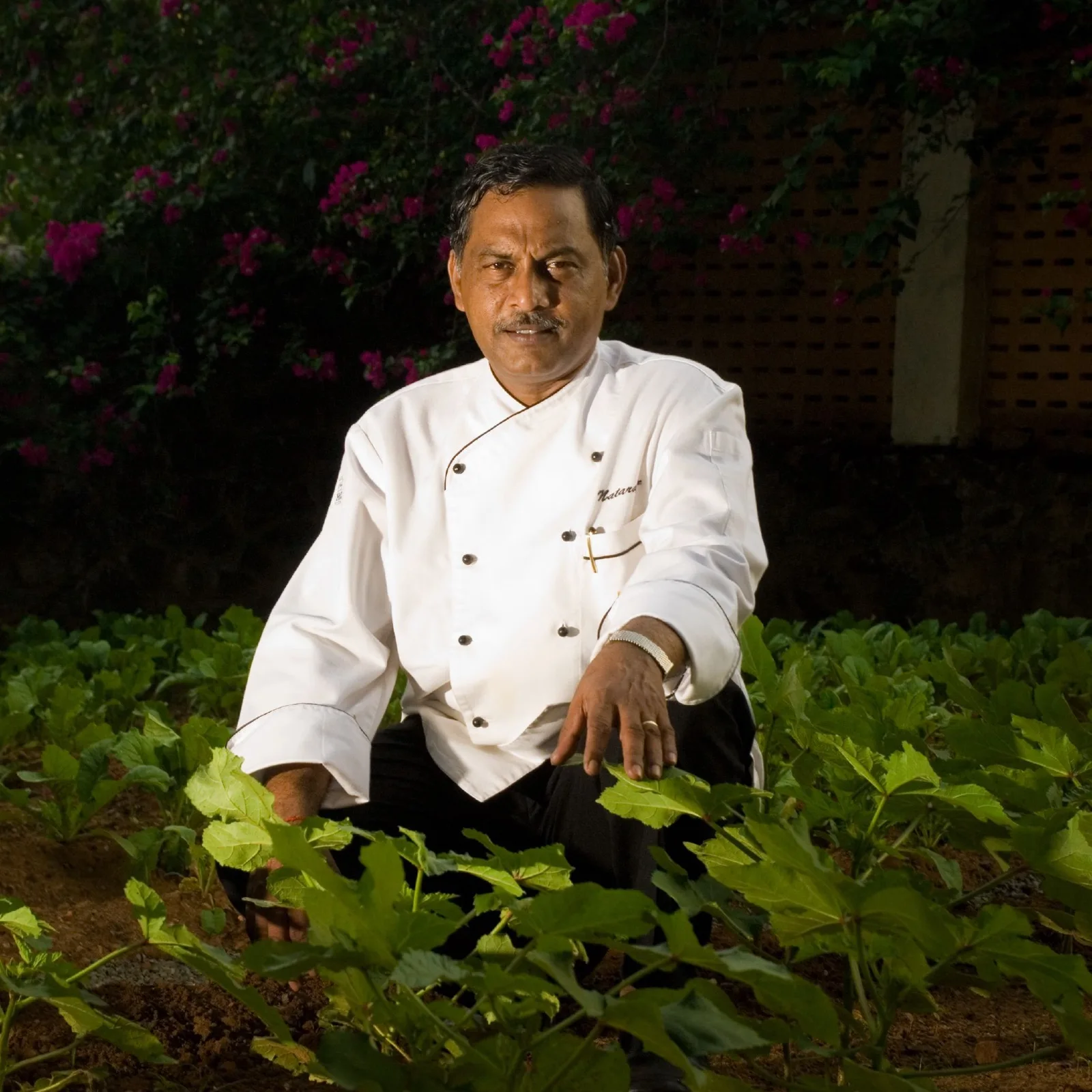 Chef Natarajan Kulandai of Taj Fisherman's Cove in kitchen whites, kneeling among okra plants in the hotel's kitchen garden at night